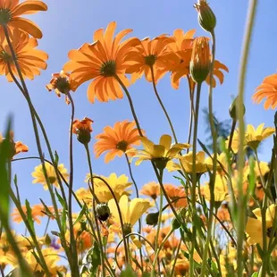 A field of African Violet