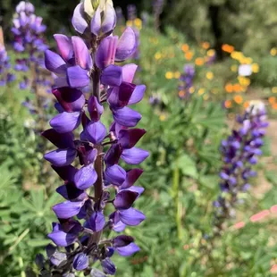 02.11.22|thurs lupines