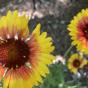 Blanket Flower ( Gaillardia)