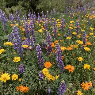 Lupines and African daisies full bloom 3/24/2021