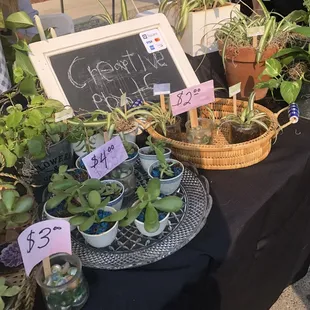 Creative Gardening Things! Little girl was selling so CUTE!