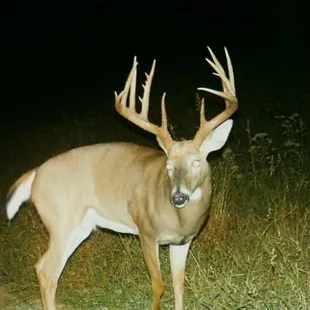 a whitetail buck standing in a field at night