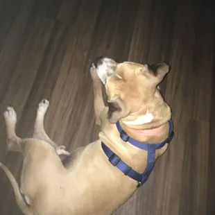 a dog laying on its back on the floor