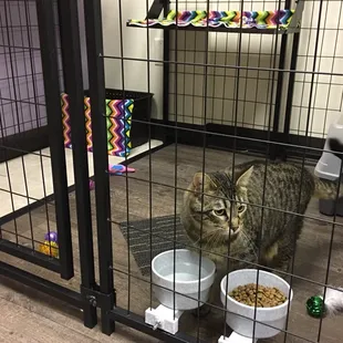 Spacious boarding suite