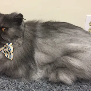 Shadow after his spa day