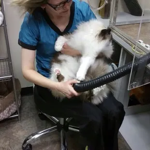 Our cats get hand dried