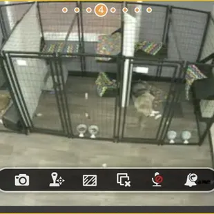 Boarding video shot of all the lazy kitties