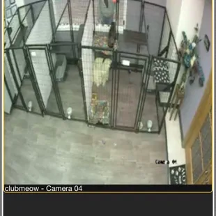 Watch your kitty 24/7 on our cat cams