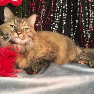 Large marge working the camera after her full groom with soft paws!