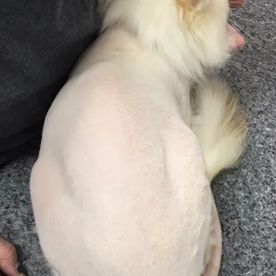 Post lion cut &amp; bath