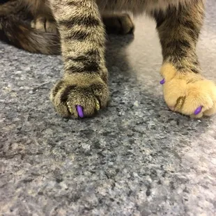 Soft paws nail caps