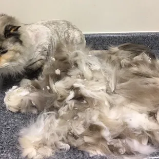 She lost a whole cat during her lion cut!