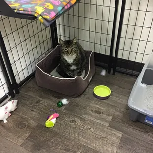 Tiger relaxing in his boarding suite