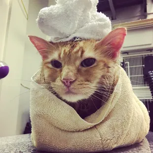 Enjoying a purrito post bath!