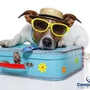 like a vacation for your pet... check out clubparadisepetsalon.com or our facebook page
