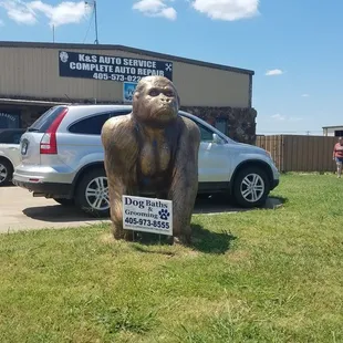 Just look for the golden gorilla!