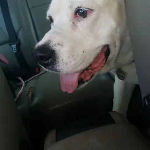 Happy pup all clean and contented!