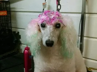 Putnam Pampered Paws