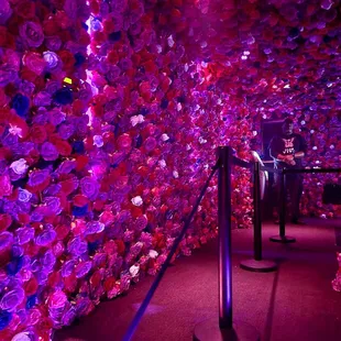 a wall of pink and purple roses