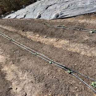 a row of sprouts growing in the ground
