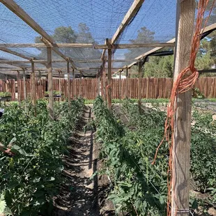 Rows of Tomatoes under some shade that protects them from UV rays