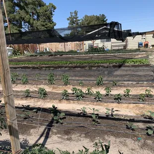 a garden with a tractor in the background