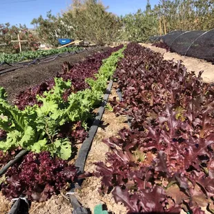a row of lettuce plants