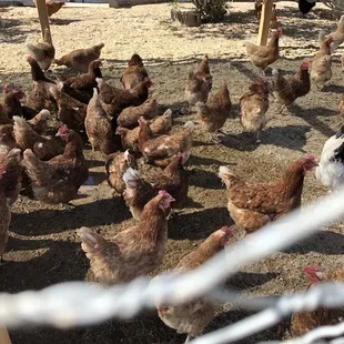 a flock of chickens in a pen