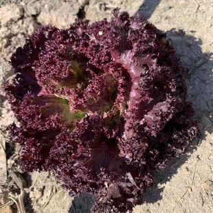 Beautiful type of lettuce