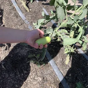 Green tomato growing