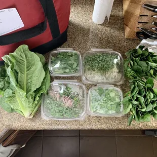 CSA half share (romaine lettuce, pea shoots, radish microgreens, broccoli microgreens, and spinach) - 1/14/2021