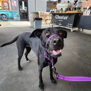 a black dog on a leash