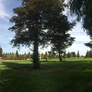 Beautiful nature views and lovely shade