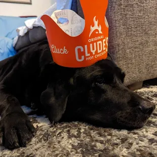 my doggo with crown