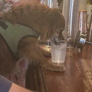 Clyde doing a shot with us