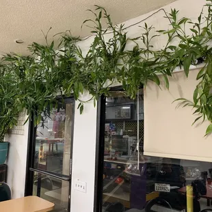 I COme for the donuts and ham and cheese croissants, but I stay for the bamboos