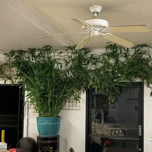 I COme for the donuts and ham and cheese croissants, but I stay for the bamboos