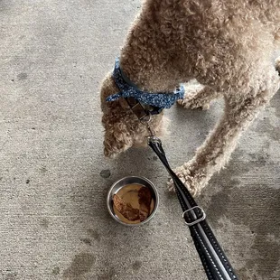 Treats brought out for our pup.