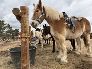 Big Horn Stables