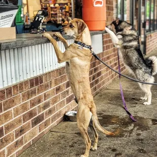 Sometimes the service is slow  jk