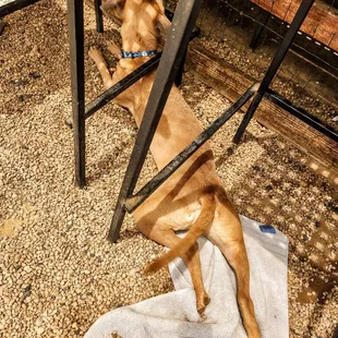 Splooot! These rocks are 2p degrees hotter than the ground!