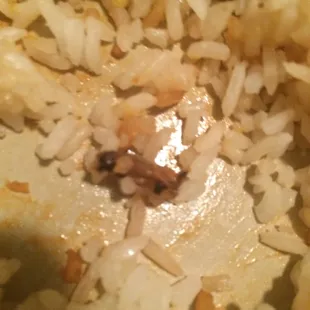 Bug fried rice... Wtf!