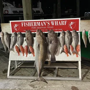 72lb AJ flanked by 22&amp;9 lb snowy grouper. Barrel fish hake and black belly rosies.