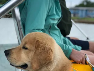 Dolphin Connection