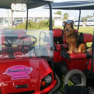Coastal Eds Coastal Cart Rentals Port Aransas 361-749-7001