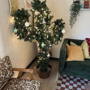 Christmas cactus