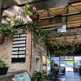 Beautiful pothos vines!