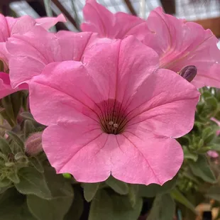 We have Bubblegum hanging baskets for $24.99 each.