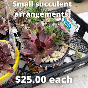 We have succulent arrangements!