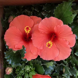 We just received another shipment of Hibiscus for $22.50 each.
